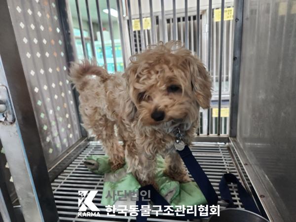 종료(입양) 믹스견…